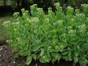 Sedum Spectabile plantje