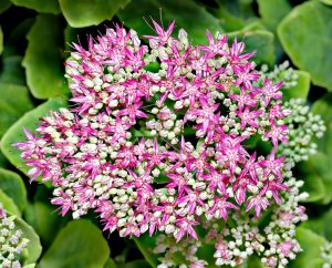 Sedum Spectabile