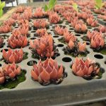 Sedum webshop