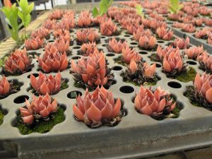 Sedum webshop