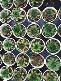 Sedum kwekerij