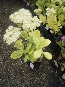 Sedum kopen