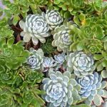 Sedum kweken