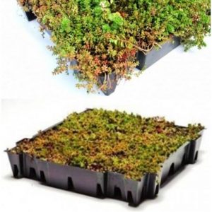 Sedum Cassette