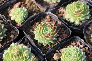 Sedum kwekerij potjes